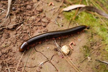 Millipedes walk on the ground with dry twigs as a barrier to travel.