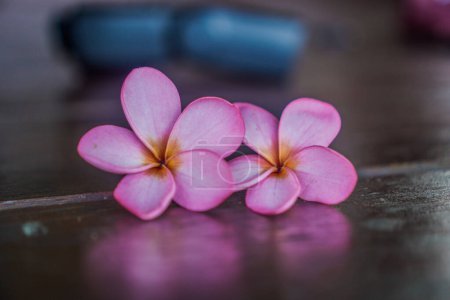 close up view of frangipani flower isolated on wooden table with empty space for photocopying.