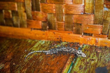 Eine tote Eidechse umgeben von schwarzen Ameisen auf einem Holzboden mit geflochtenen Bambuswänden von oben gesehen.