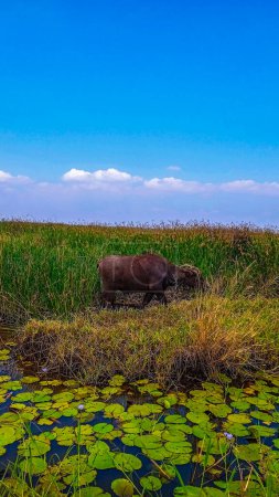búfalo en el borde de un lago con extensas malas hierbas, con un fondo de cielo para espacio libre.