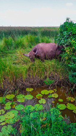 búfalo en el borde de un lago con extensas malas hierbas, con un fondo de cielo para espacio libre.