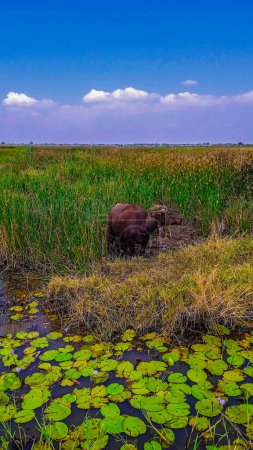 buffalo on the edge of a lake with extensive weeds, with a sky background for free space.
