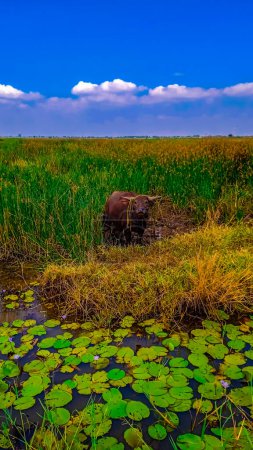 buffalo on the edge of a lake with extensive weeds, with a sky background for free space.