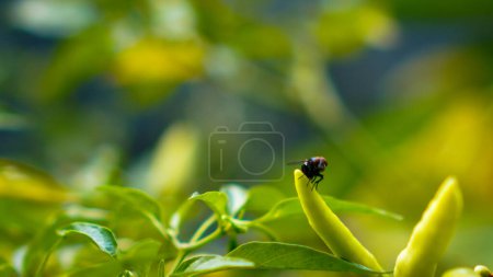 animal flies perched on chili plants with blur background for copy space.