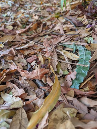 Brown dry leaves, texture background