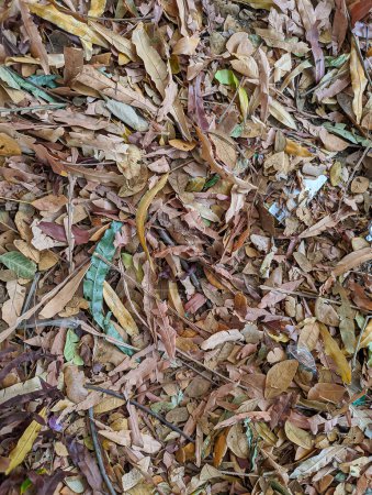Brown dry leaves, texture background