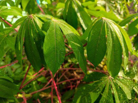 Wet cassava leaves after the rain