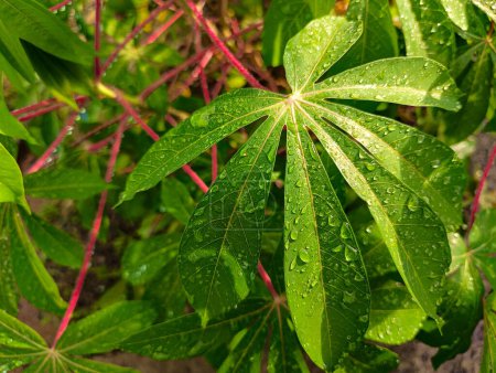 Wet cassava leaves after the rain
