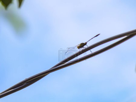 Dragonflies perched on power lines