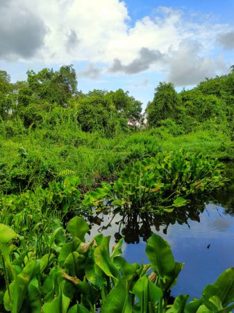 Téléchargez les photos : Plantes de jacinthe d'eau dans les zones marécageuses - en image libre de droit