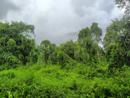 Plantas de jacinto de agua en zonas pantanosas