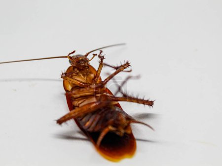 Dead cockroach lying on its back