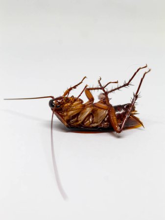 Dead cockroach lying on its back