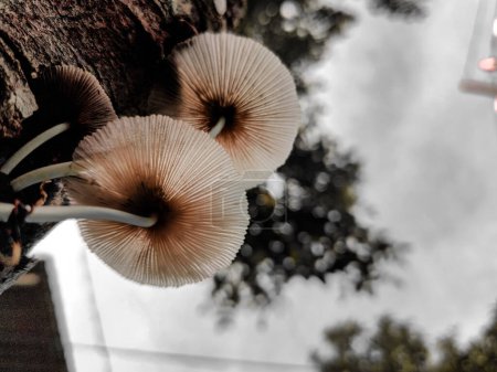 Pilze wachsen plötzlich auf den Baumstämmen