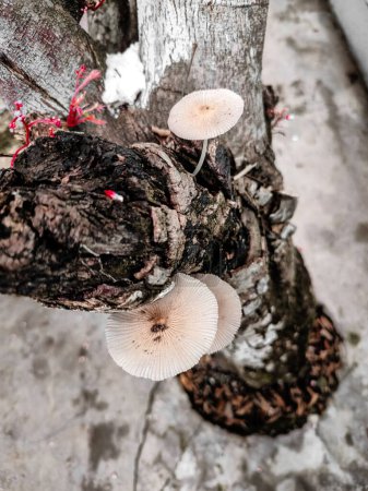 Mushrooms grow suddenly on the logs