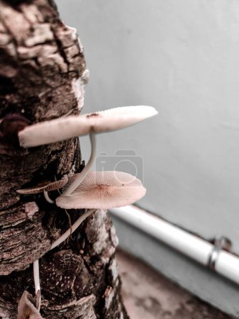 Photo for Mushrooms grow suddenly on the logs - Royalty Free Image