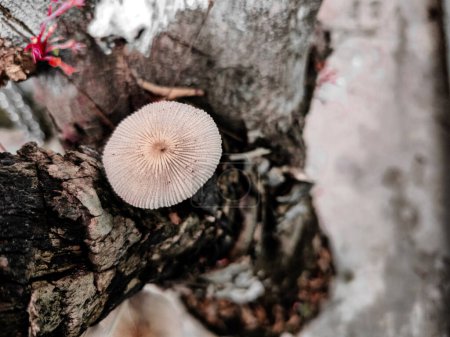 Pilze wachsen plötzlich auf den Baumstämmen