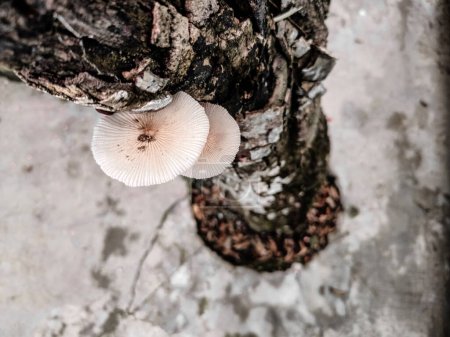Mushrooms grow suddenly on the logs