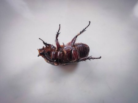 Wood beetles in various poses