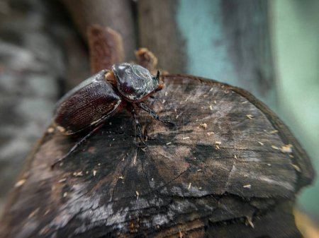 Photo for Wood beetles in various poses - Royalty Free Image