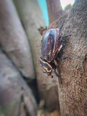 Wood beetles in various poses
