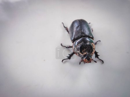 Foto de Escarabajos de madera en varias poses - Imagen libre de derechos