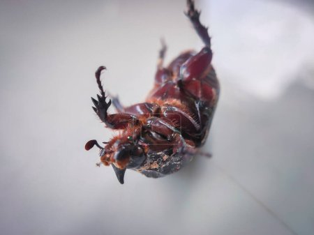 Escarabajos de madera en varias poses