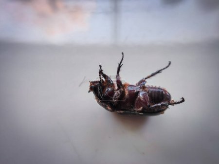 Escarabajos de madera en varias poses