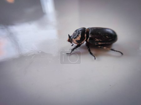 Photo for Wood beetles in various poses - Royalty Free Image