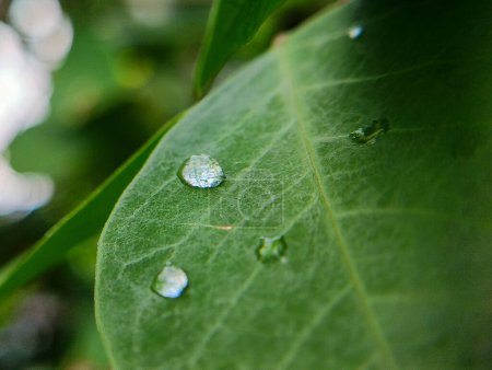 Foto de Gotas de rocío sobre hojas verdes - Imagen libre de derechos