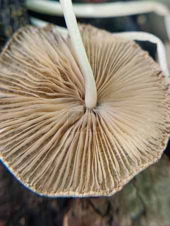 Texture of the bottom of the mushroom