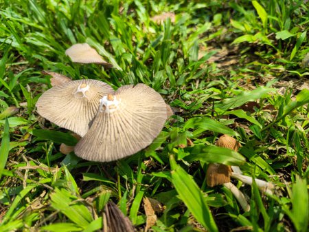 Pilze wachsen überall auf dem Boden