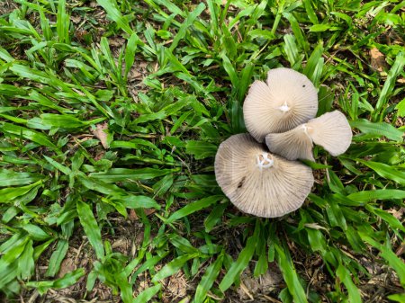 Pilze wachsen überall auf dem Boden