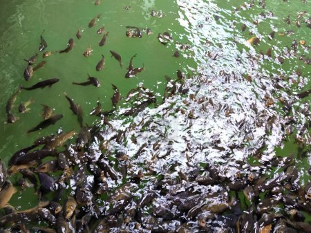 Tilapia Fische schwimmen in einem kleinen Teich
