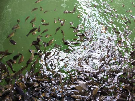 Tilapia Fische schwimmen in einem kleinen Teich