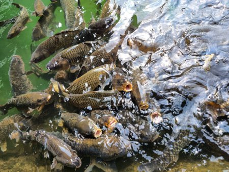 Tilapia fish swimming in a small pond