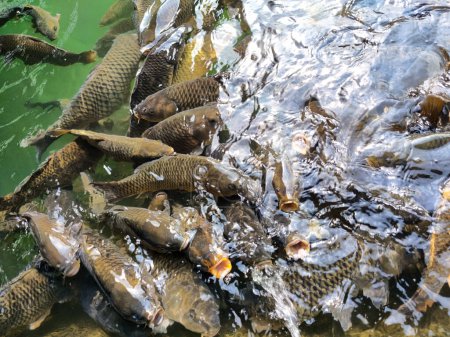Tilapia fish swimming in a small pond