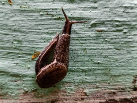 A naked snail without a shell is walking