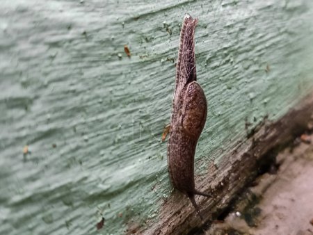 A naked snail without a shell is walking