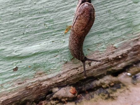 Un escargot nu sans coquille marche