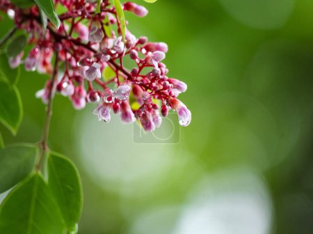 Photo for Star fruit flowers are still dew - Royalty Free Image