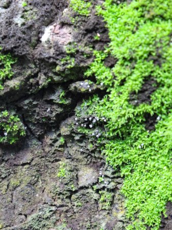 Photo for Surfaces that are mossy due to moisture - Royalty Free Image