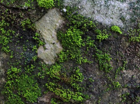 Photo for Surfaces that are mossy due to moisture - Royalty Free Image