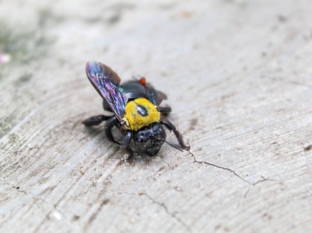 Foto de La abeja carpintera cayó al suelo - Imagen libre de derechos