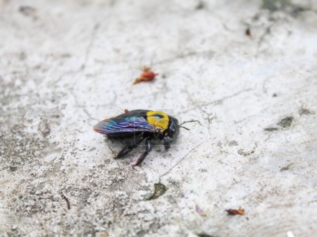 Foto de La abeja carpintera cayó al suelo - Imagen libre de derechos