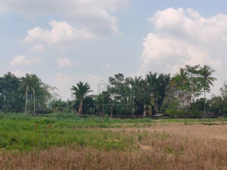 Trockener Sumpf wurde früher mit Reis bepflanzt