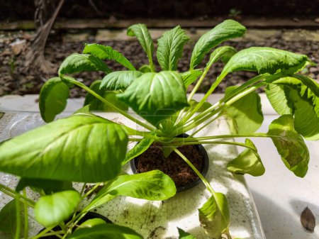 Jardinería utilizando técnicas hidropónicas, plantas vegetales verdes