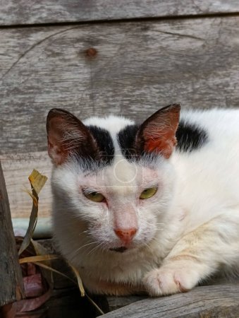 Gato blanco con manchas negras, perezoso y somnoliento