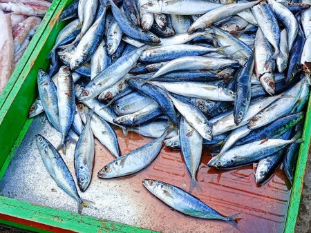 Verkauf von Pindang-Fischen, Tintenfischen und Garnelen