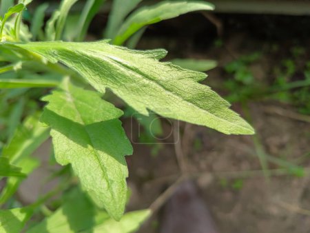 Jelantir verde (erigeron bonariensis, monyenyen, erigeron linifolius, conyza sumatrensis)